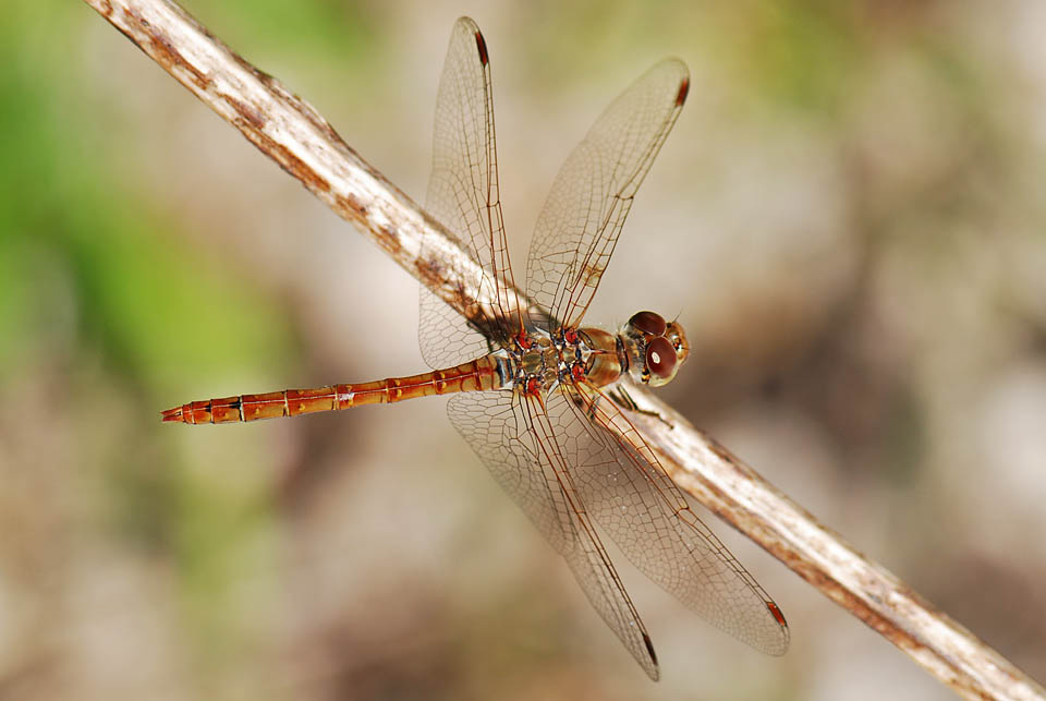 Piccola libellula da ID.